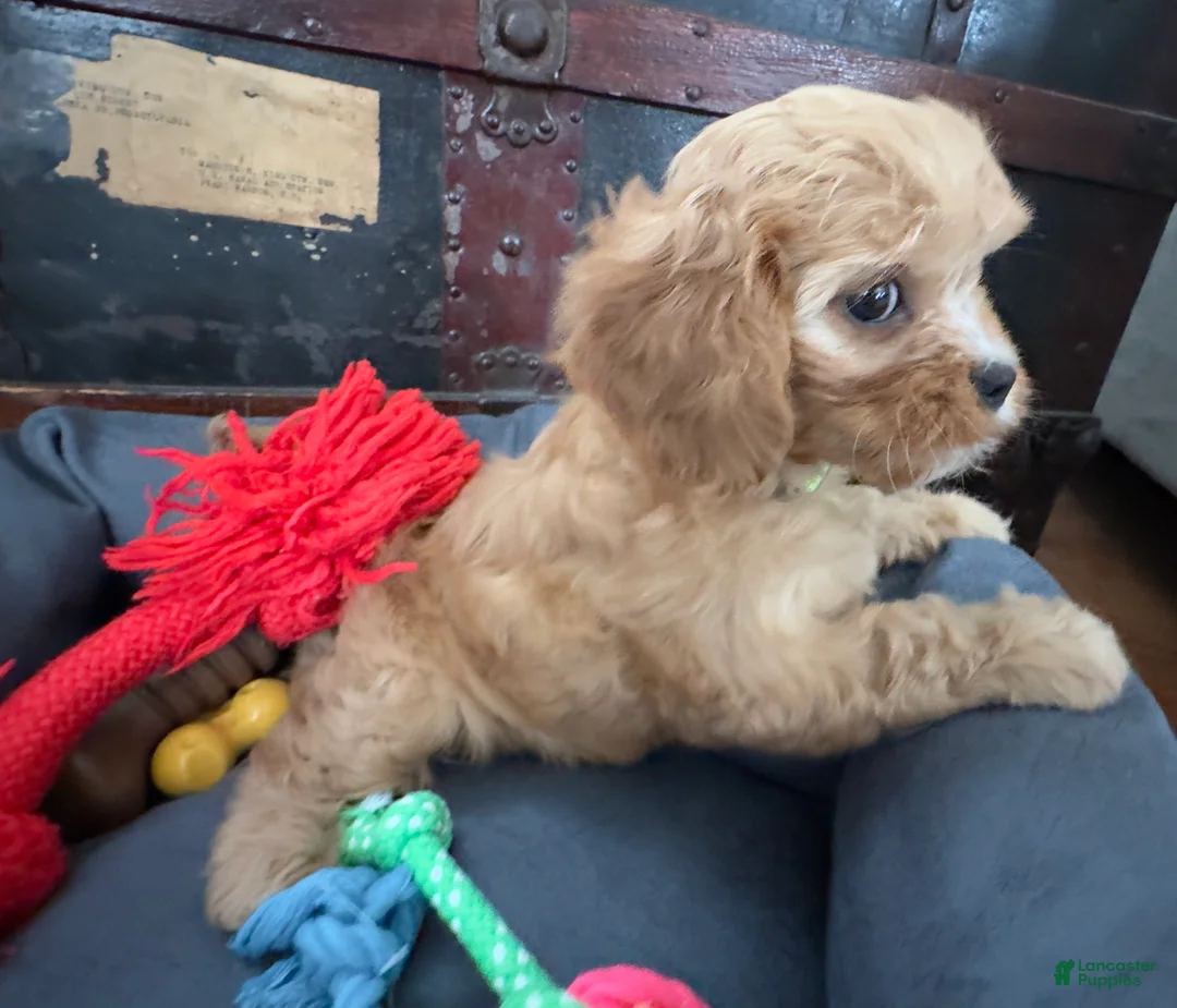 Cavapoo dogs for sale: Janie - Ad 5