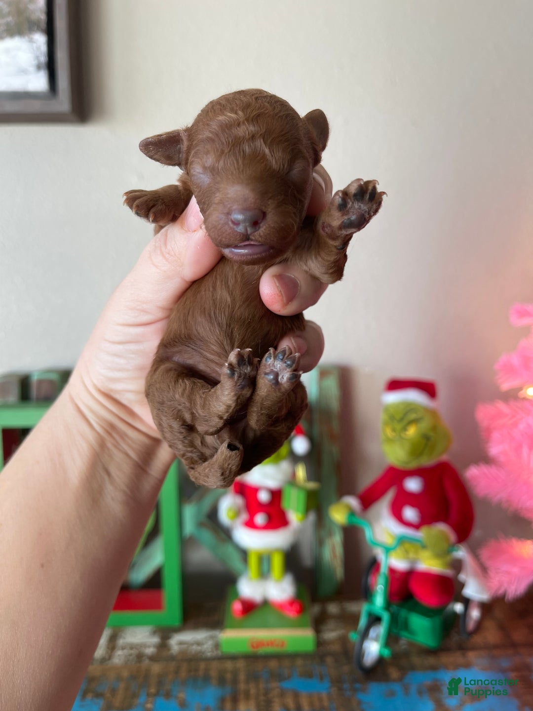 Toy Poodle dogs for sale: Akc bred color Red Boy 1 - Ad 1