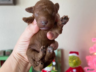 Toy Poodle dogs Akc bred color Red Boy 1 - Ad 1