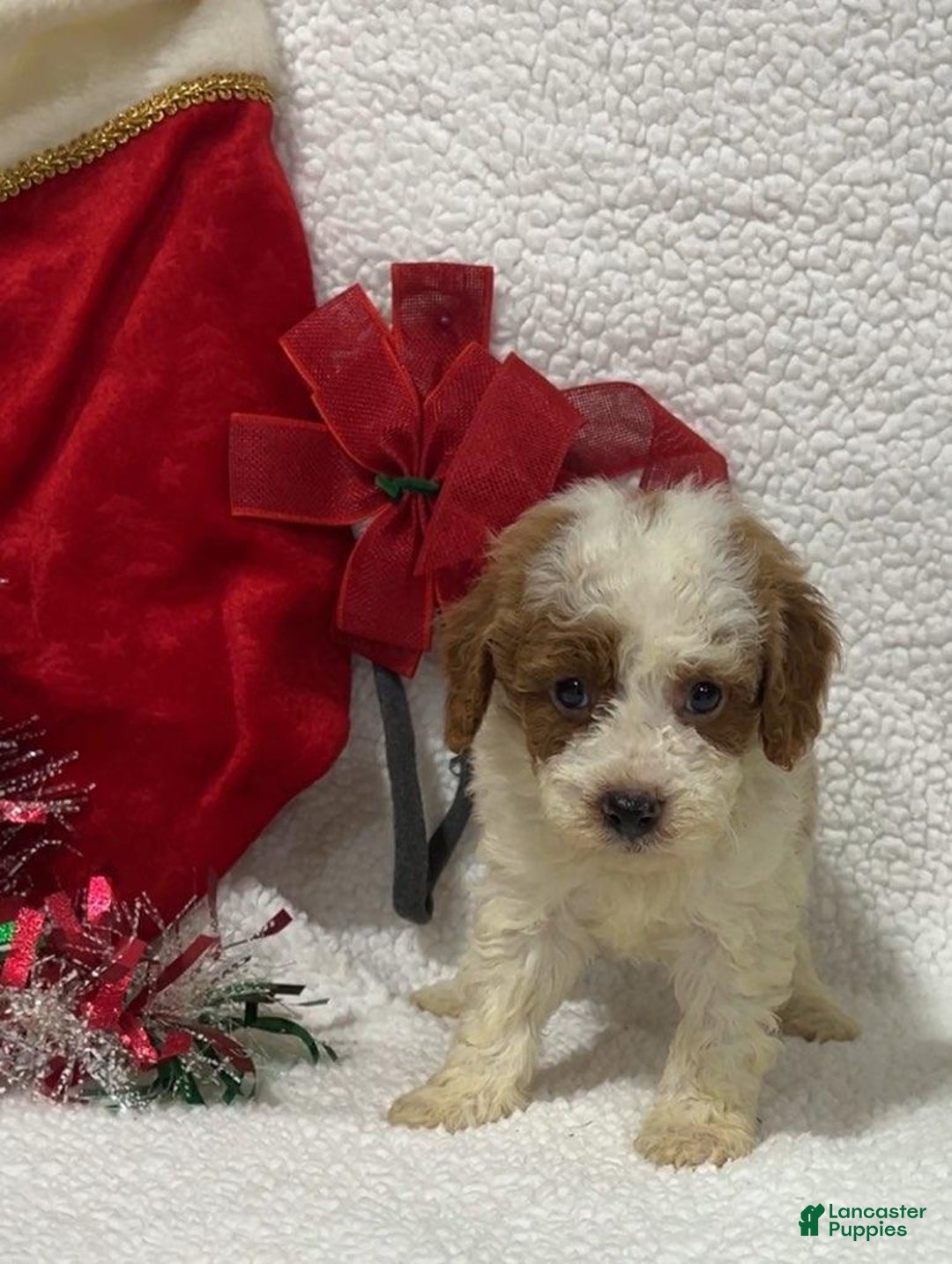 Mini Goldendoodle dogs for sale: Sam - Ad 1