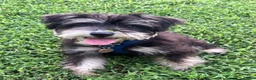 Miniature Schnauzer dogs for sale: Miniature Schnauzer 1 - Ad 2