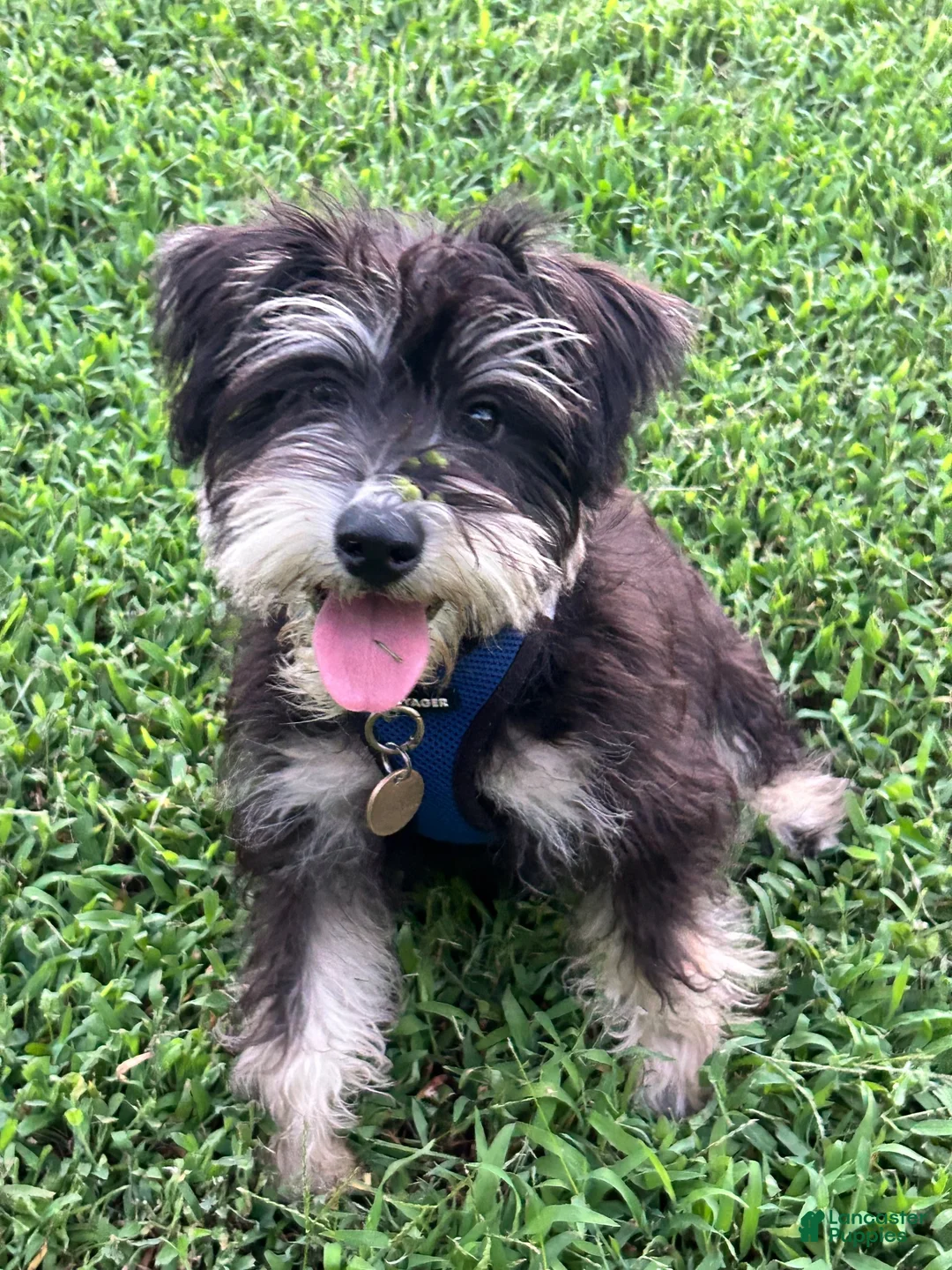 Miniature Schnauzer dogs for sale: Miniature Schnauzer 1 - Ad 2