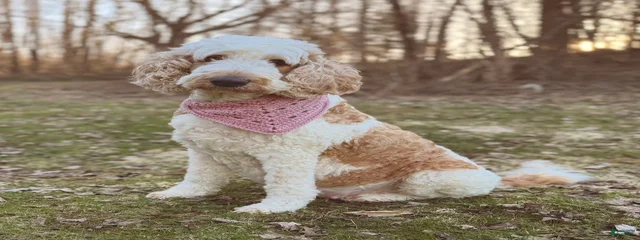 Gracie 