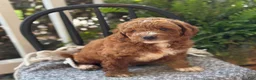 Mini Goldendoodle dogs for sale: Waffles - Ad 5