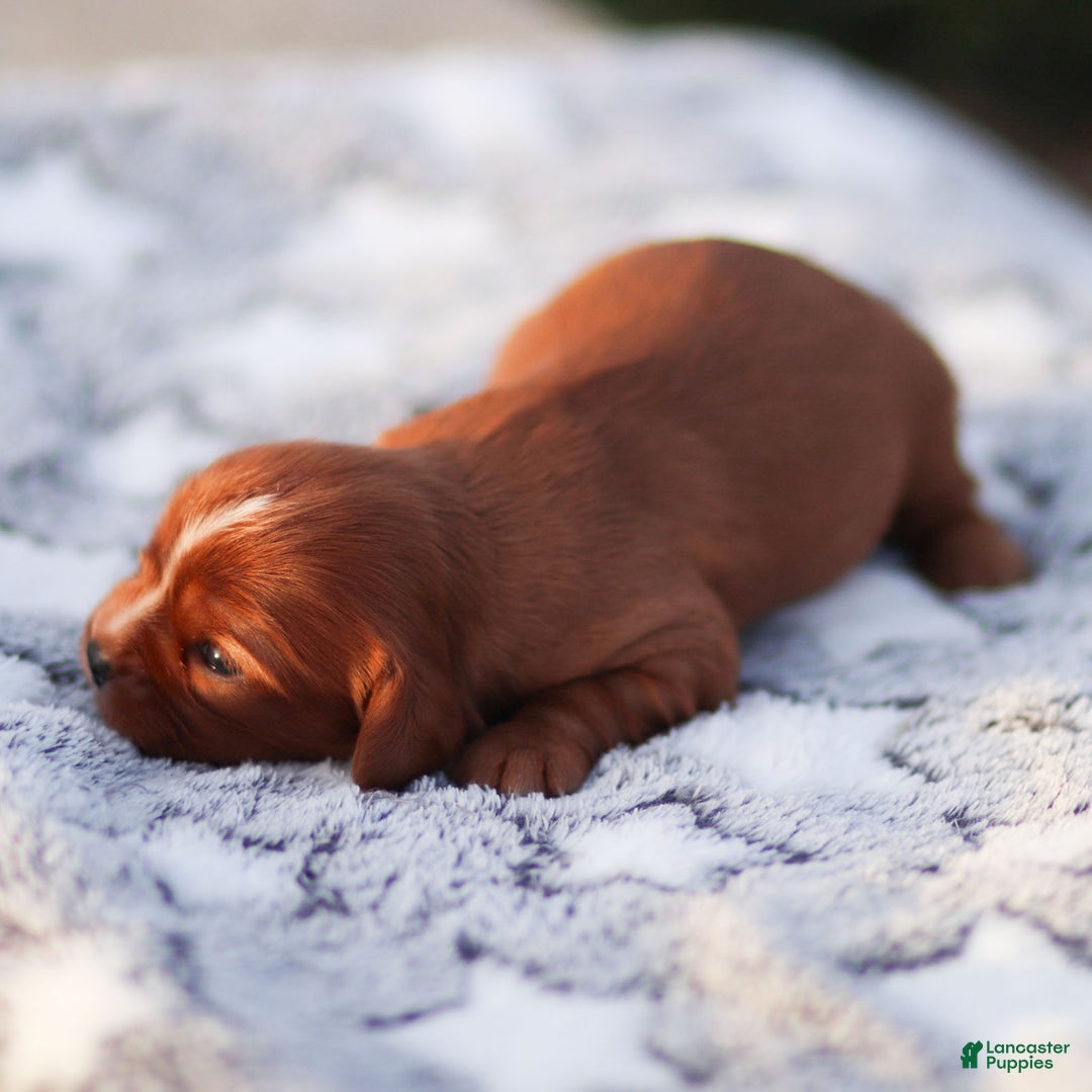 Cavalier King Charles Spaniel dogs for sale: Feyre - Ad 2