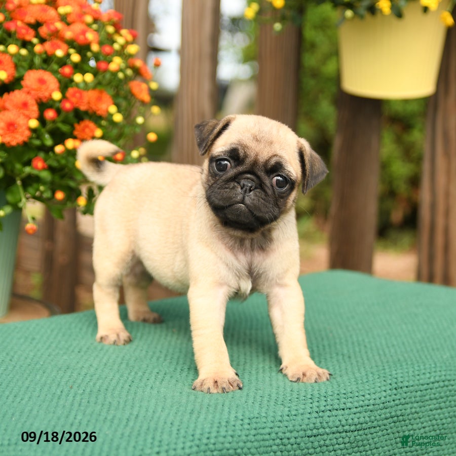 Pug dogs for sale: Mango - Ad 1