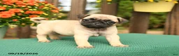 Pug dogs for sale: Mango - Ad 1