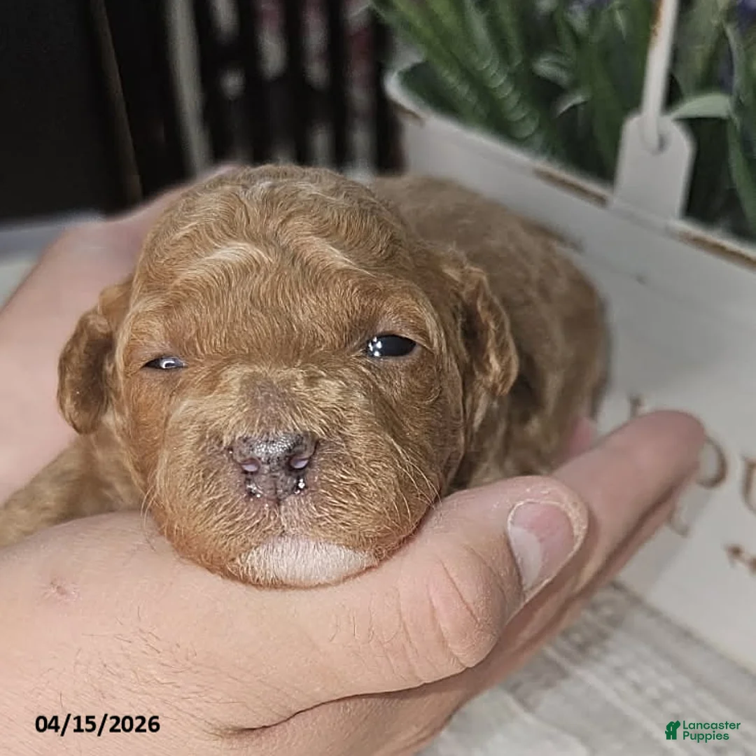 Toy Poodle dogs for sale: Mocha - Ad 2