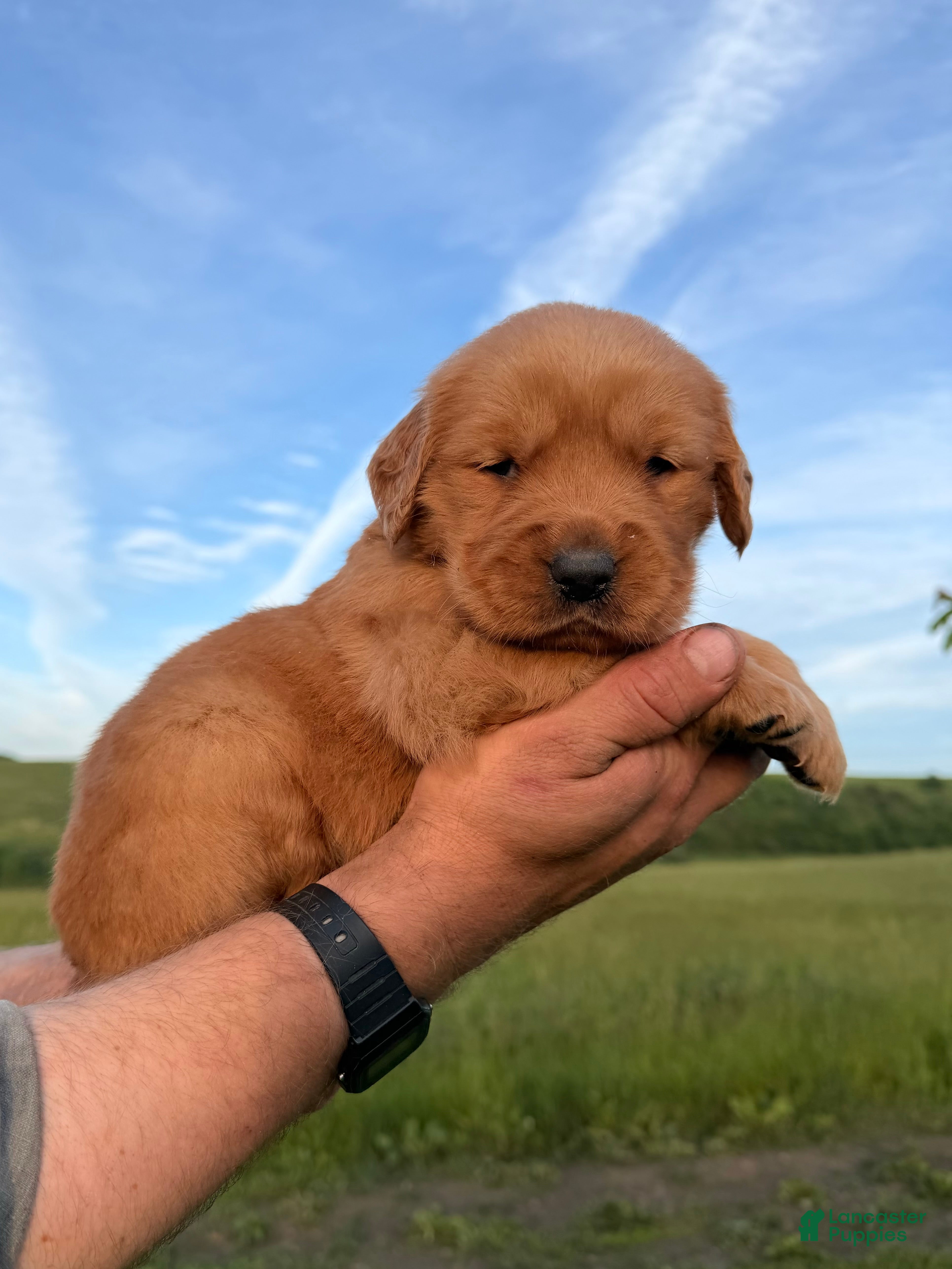Golden Retriever dogs Goldie - Ad 2