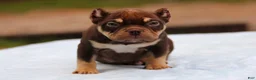 American Bully dogs for sale: Chocolate Tri Male - Ad 1