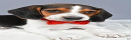 Beagle dogs for sale: Odin - Ad 5