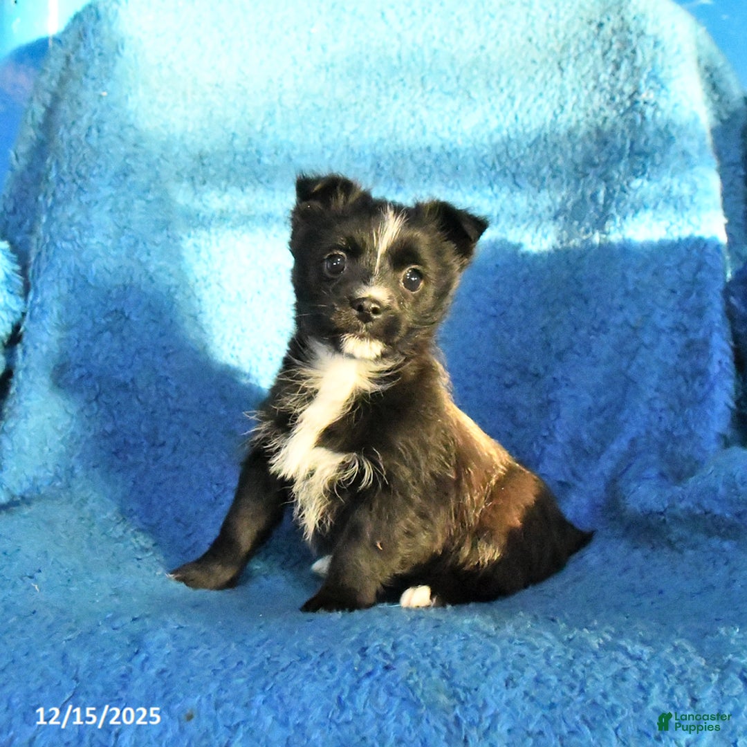 Mixed Breed dogs for sale: Sally - Ad 1