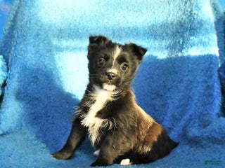 Mixed Breed dogs Sally - Ad 31