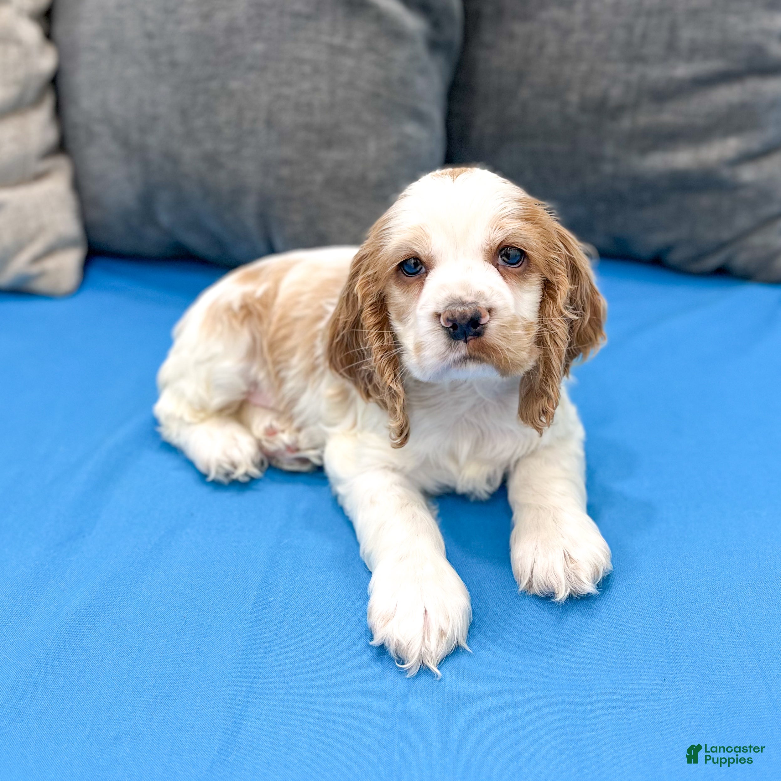 Cocker Spaniel dogs Ruger - Ad 2