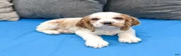 Cocker Spaniel dogs for sale: Ruger - Ad 2