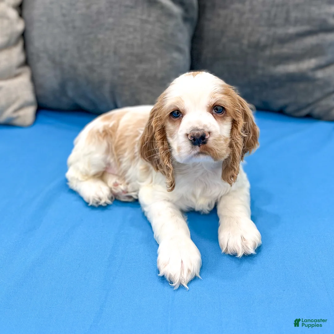 Cocker Spaniel dogs for sale: Ruger - Ad 2