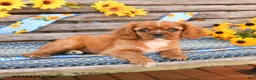 Cavalier King Charles Spaniel dogs for sale: Tommy - Ad 2