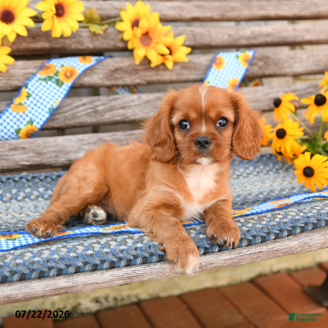 Cavalier King Charles Spaniel dogs for sale: Tommy - Ad 2
