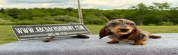 Miniature Dachshund dogs for sale: AKC Show Dapple- Russian - Ad 3