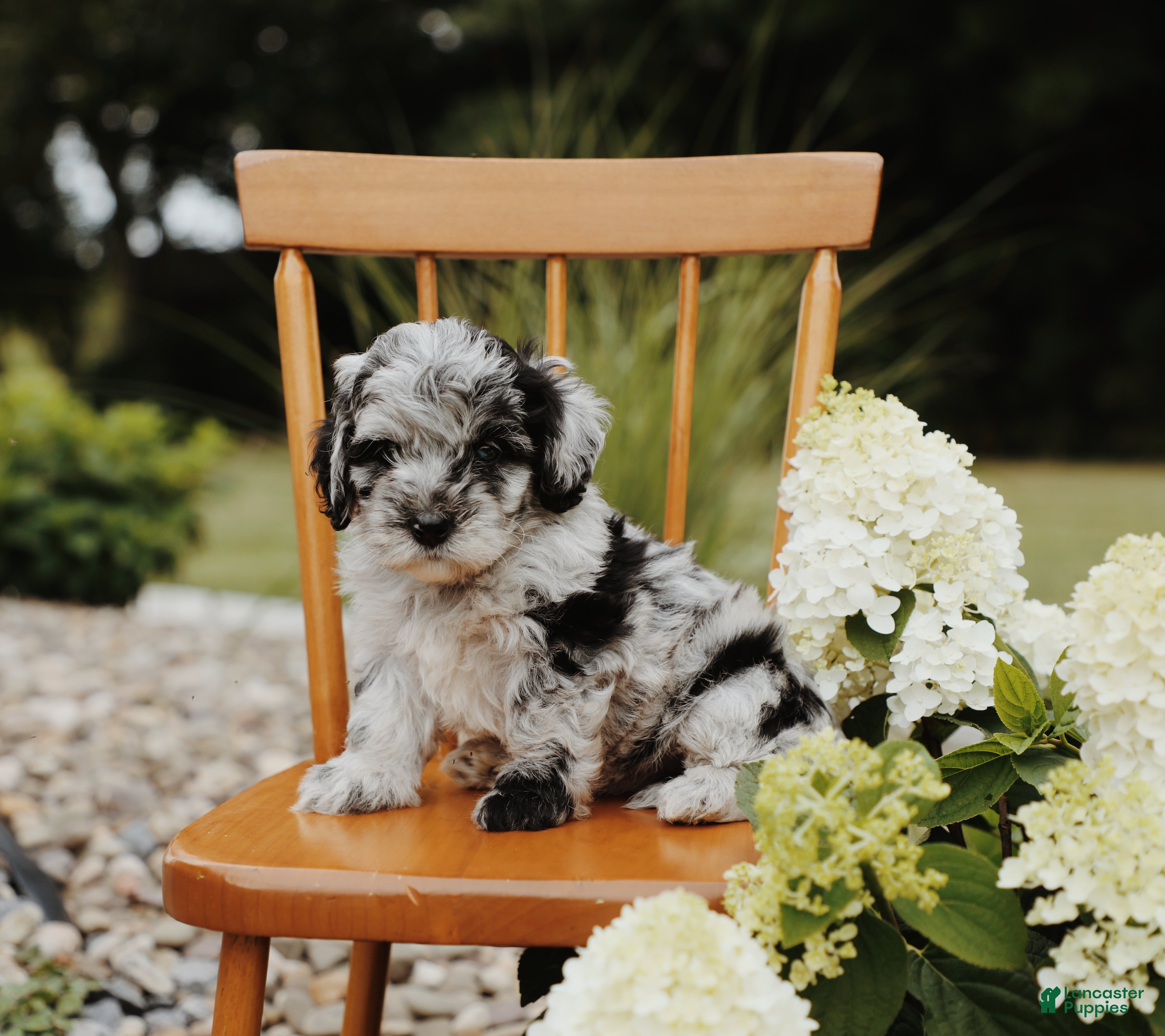 Mini Aussiedoodle dogs Buckley - Ad 2