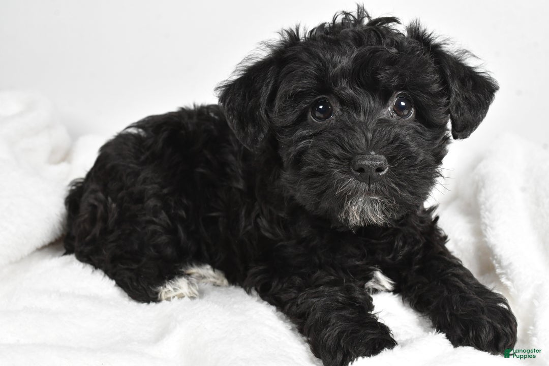 Mixed Breed dogs for sale: Chloe - Ad 5