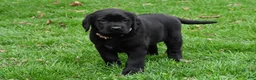 Labrador Retriever dogs for sale: Briella - Ad 10