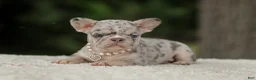 French Bulldog dogs for sale: Dahlia - Ad 11