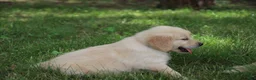Golden Retriever dogs for sale: Golden Retriever 5 - Ad 2