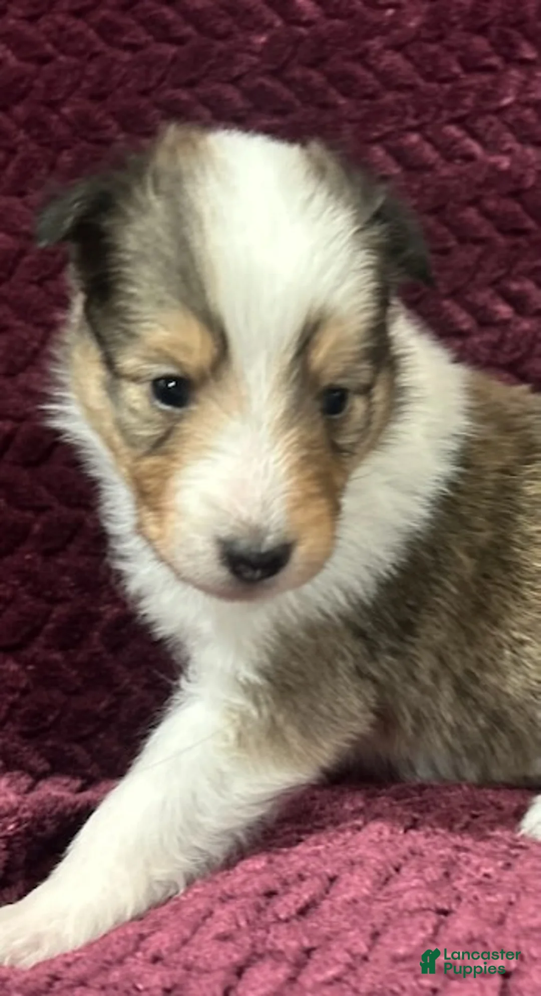 Shetland Sheepdog dogs for sale: Dalia - Ad 8