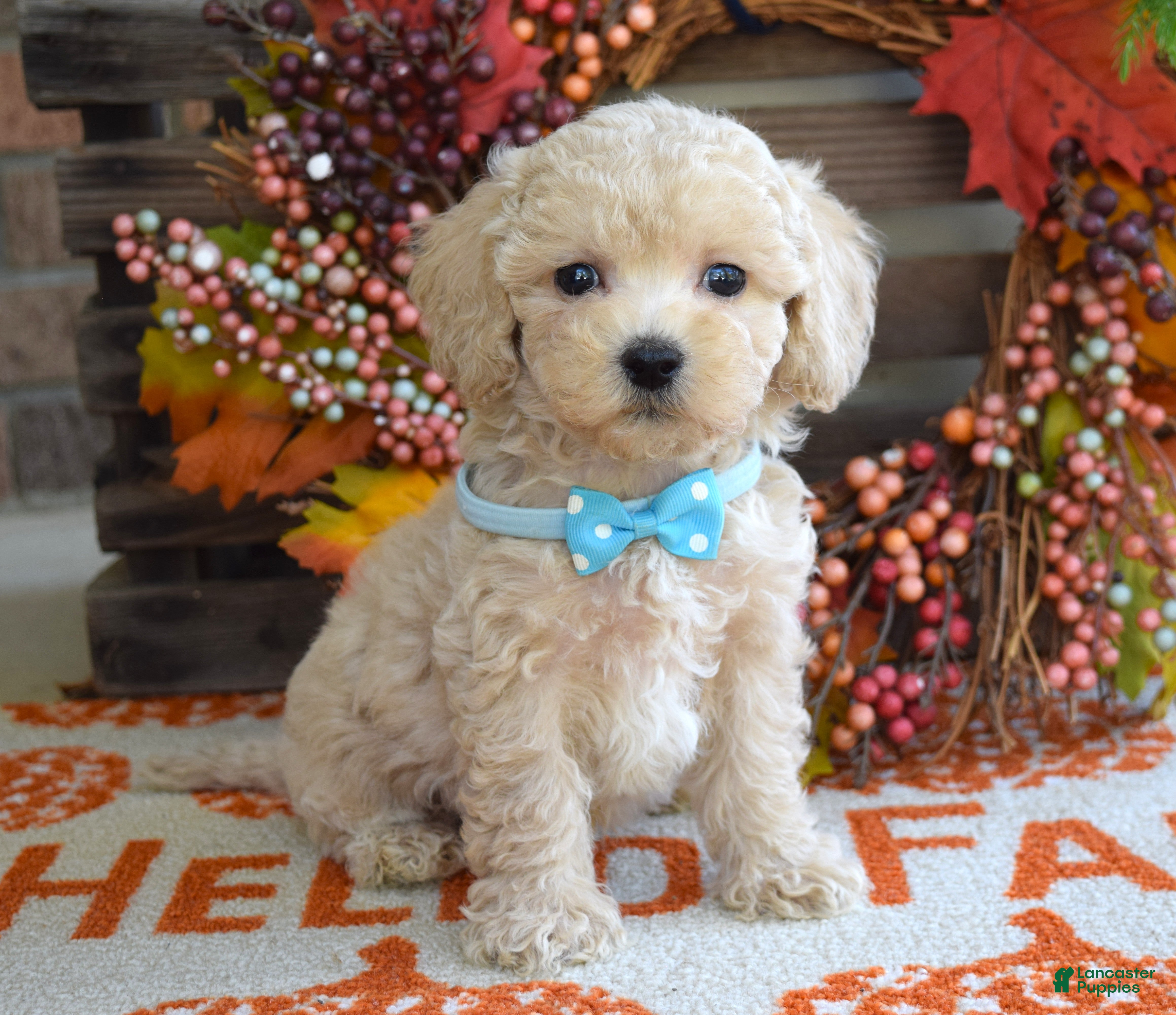 Maltipoo dogs Mason - Ad 1