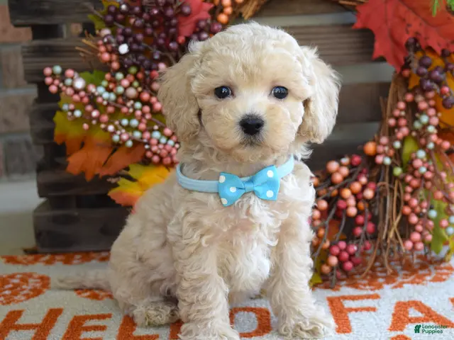 Maltipoo dogs for sale: Mason - Ad 1