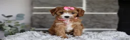 Cavapoo dogs for sale: Penny - Ad 8