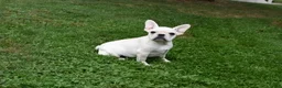 Mixed Breed dogs for sale: Marie Female French Pug - Ad 4