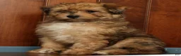 Pomapoo dogs for sale: Patrick - Ad 9