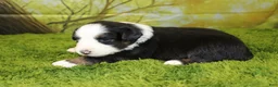 Miniature Australian Shepherd dogs for sale: Jubilee - Ad 4