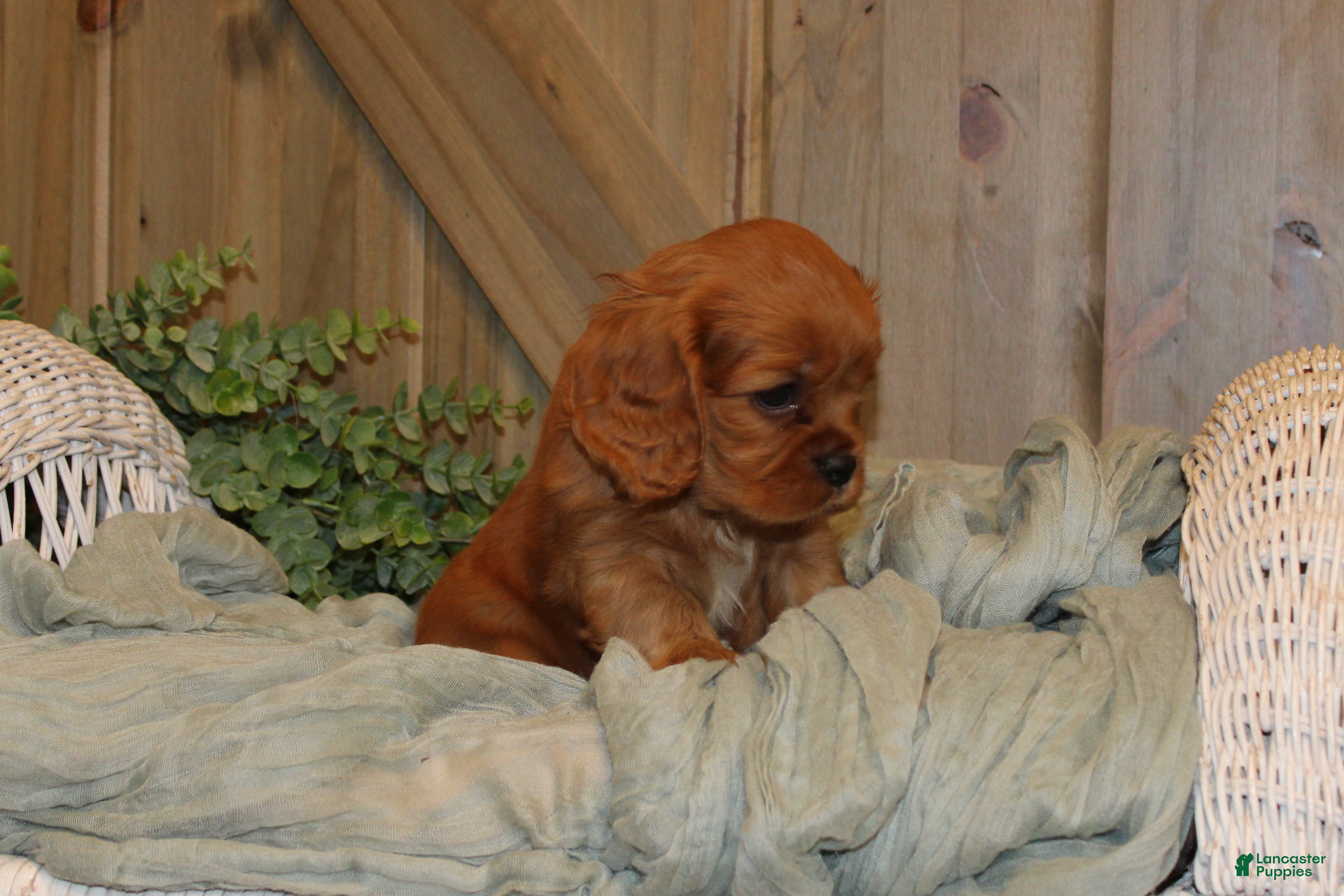 Cavalier King Charles Spaniel dogs for sale: Jasmine - Ad 2
