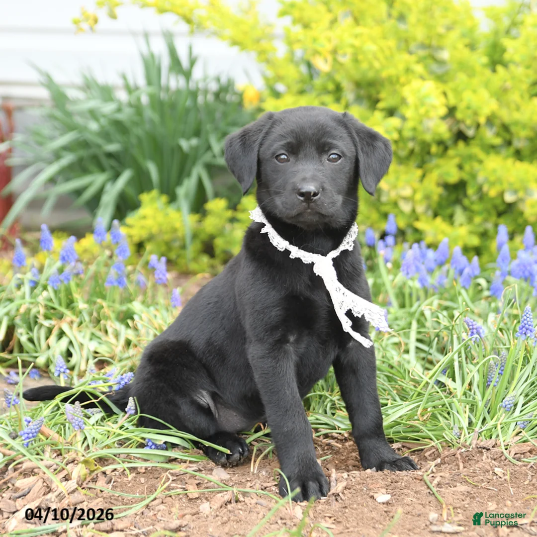 Mixed Breed dogs for sale: Charm  - Ad 2