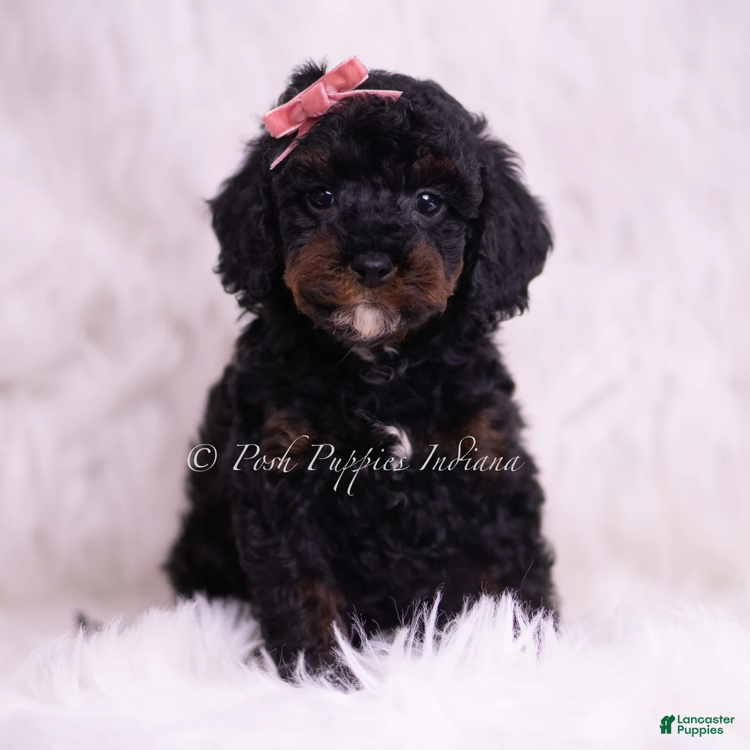 Toy Poodle dogs for sale: Maria - Ad 2