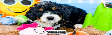 Sunny