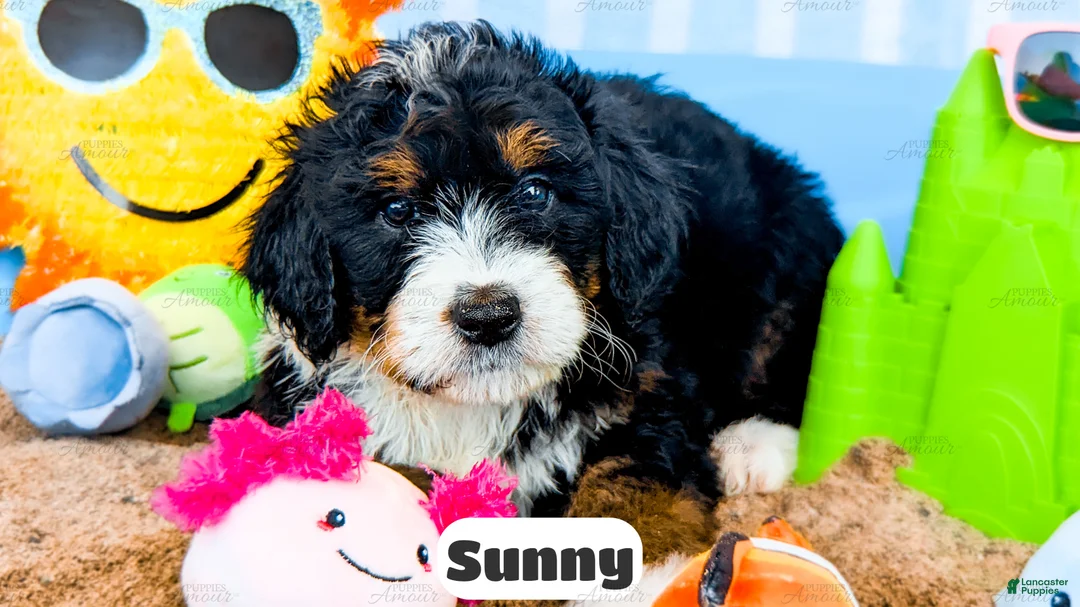 Bernedoodle Puppies for sale in Kalamazoo, Michigan | Lancaster
