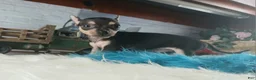 Chihuahua dogs for sale: Haleys blk and tan tiny boy. Hand Delivery  - Ad 7