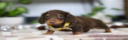 Miniature Dachshund dogs for sale: Alex - Ad 4