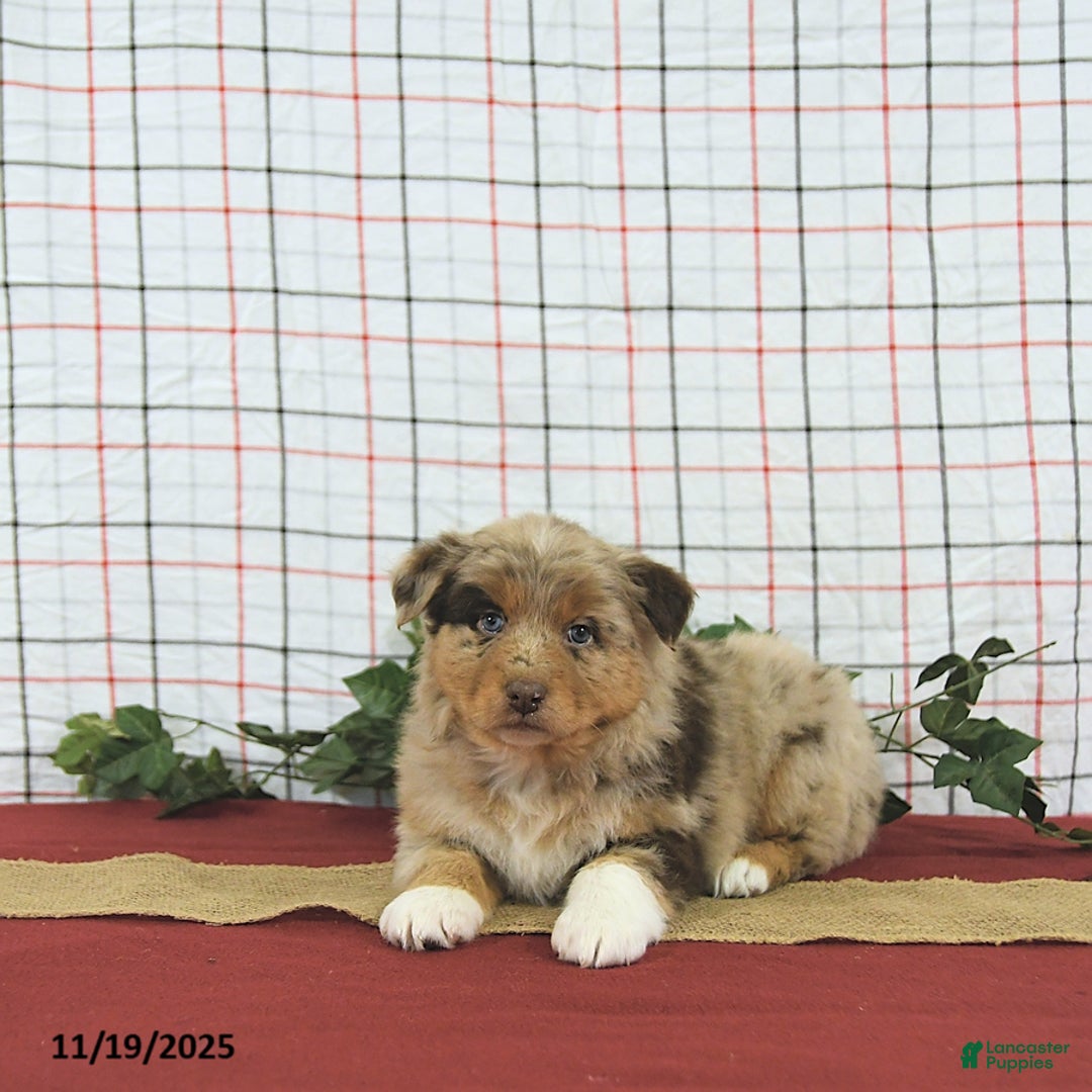 Australian Shepherd dogs for sale: Jingle  - Ad 6