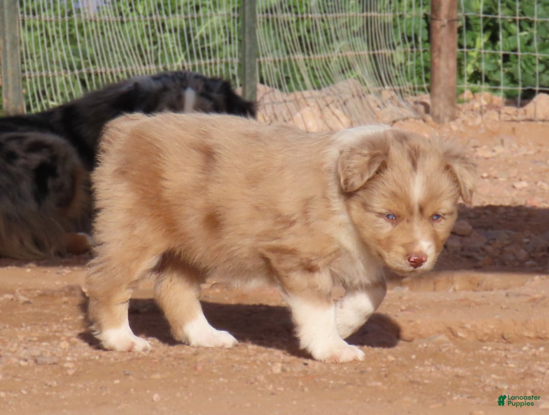 Miniature Australian Shepherd dogs for sale: Red merle girl with blue eyes - Ad 3