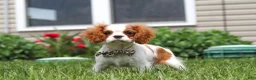 Cavalier King Charles Spaniel dogs for sale: Oliver - Ad 5