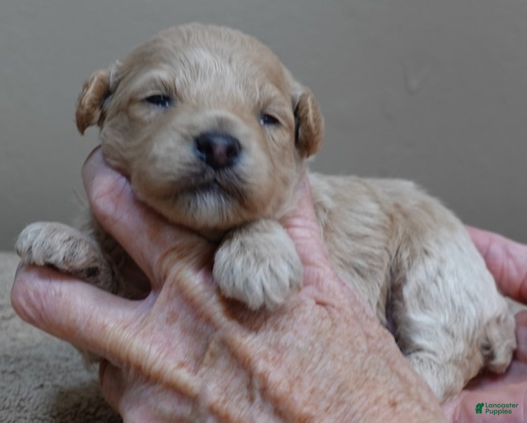 Toy Poodle dogs for sale: Ellie shimmering champagne - Ad 3