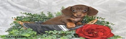 Dachshund dogs for sale: Dakota - Ad 4