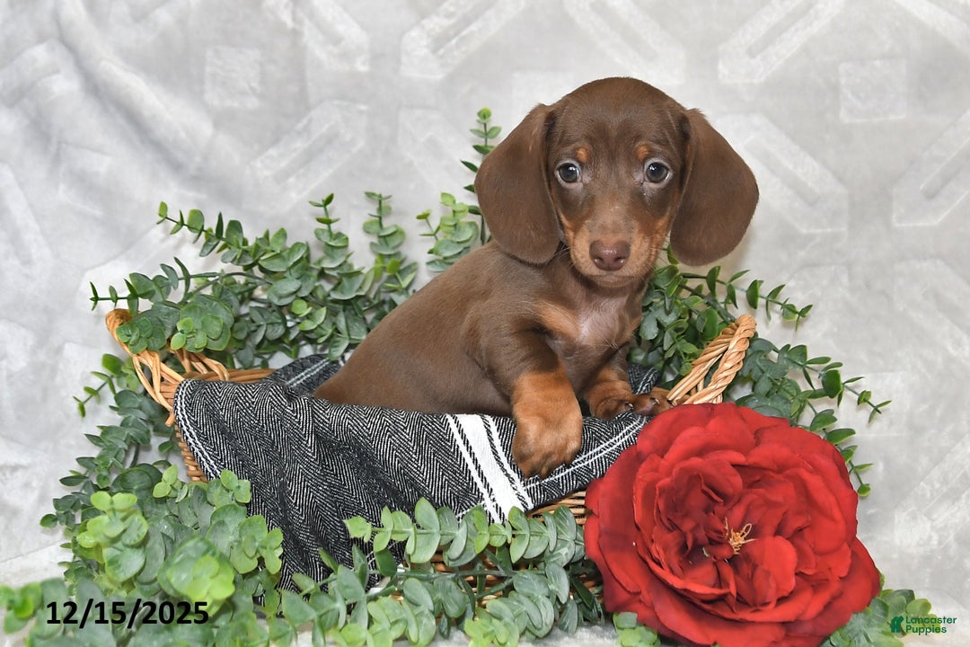 Dachshund dogs for sale: Dakota - Ad 4