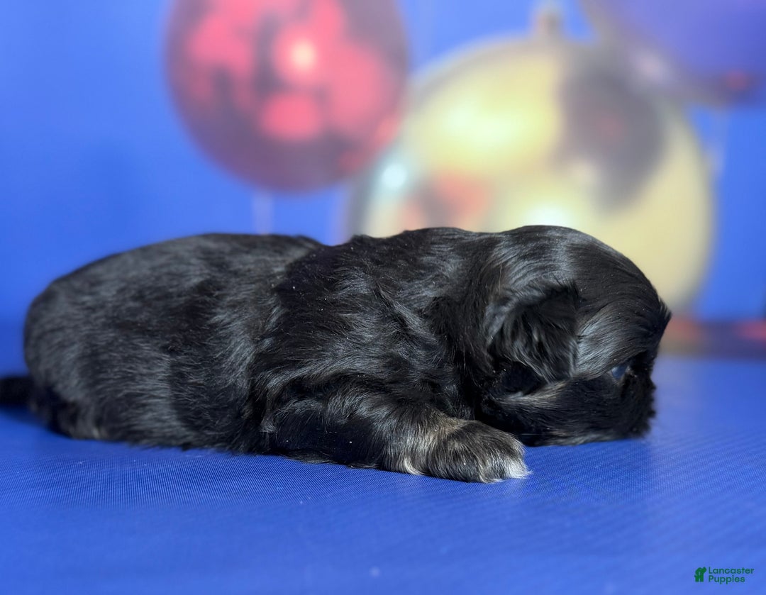 Pekingese dogs for sale: ACA Dobby BLACK and tan - Ad 6