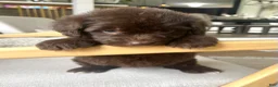 Mixed Breed dogs for sale: Brown Betty - Ad 3